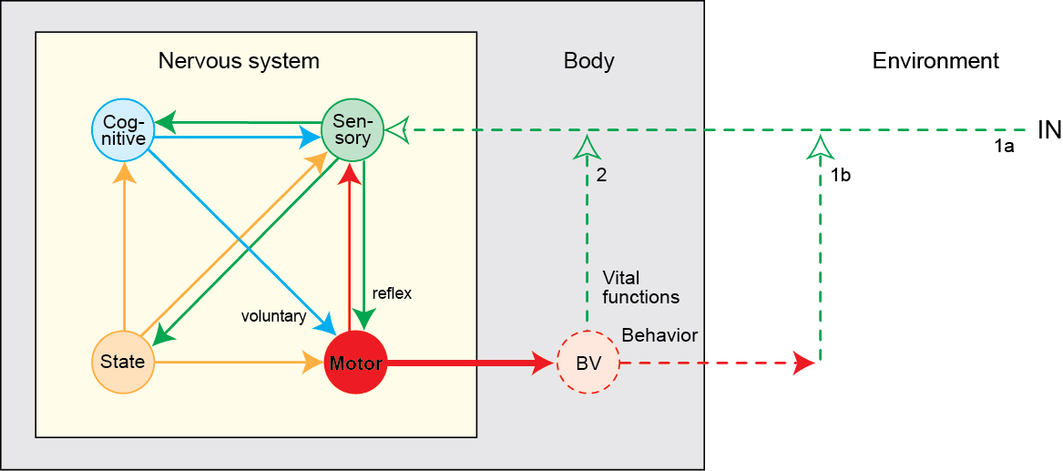 Brain Architecture | Larry Swanson